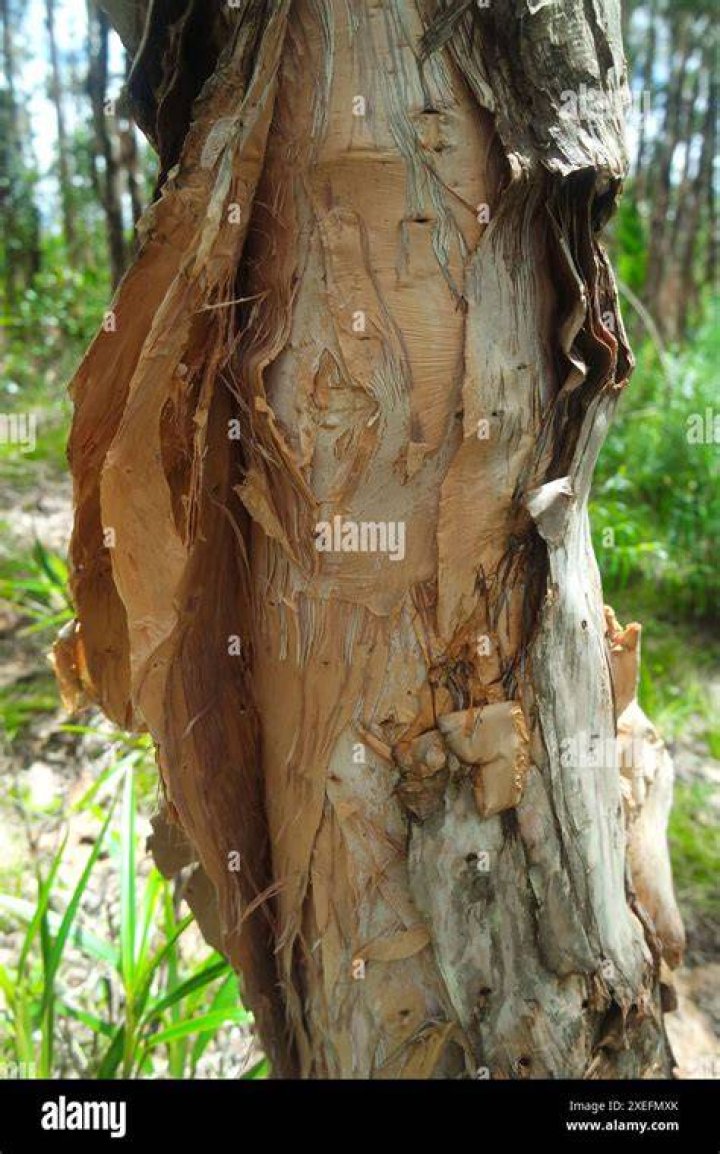 How long do paperbark trees live