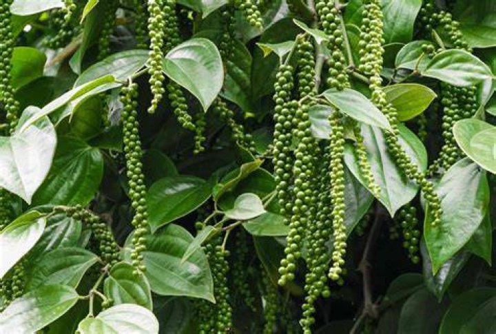 How long do pepper trees take to grow