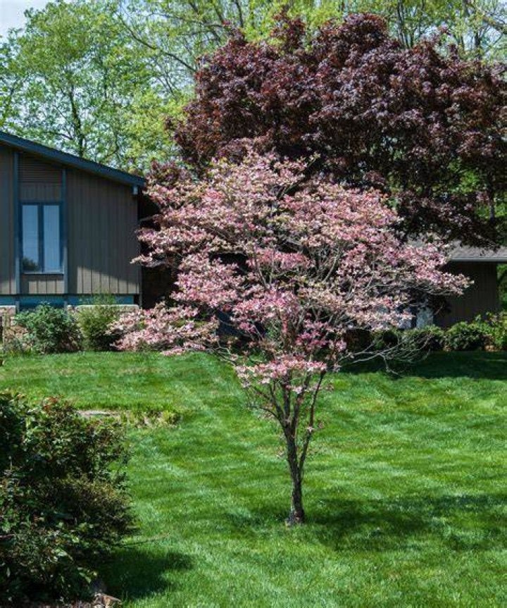 How long do pink dogwoods bloom