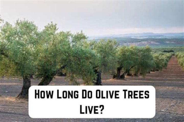 How long do pinon trees live