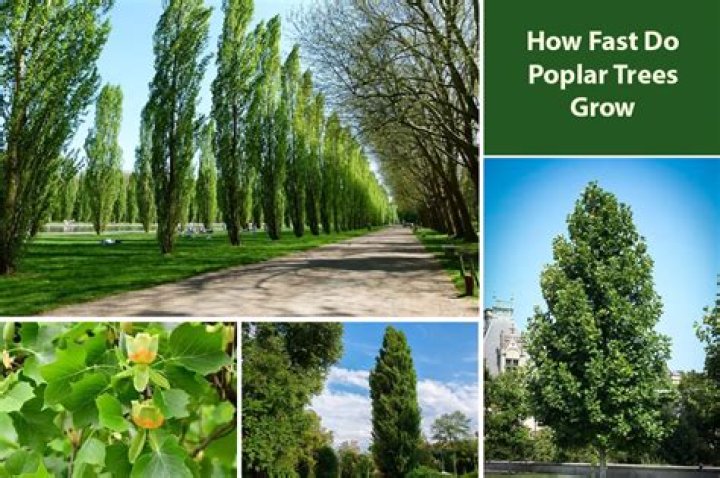 How long do poplars take to grow