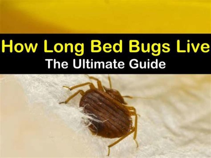 How long do small bugs live
