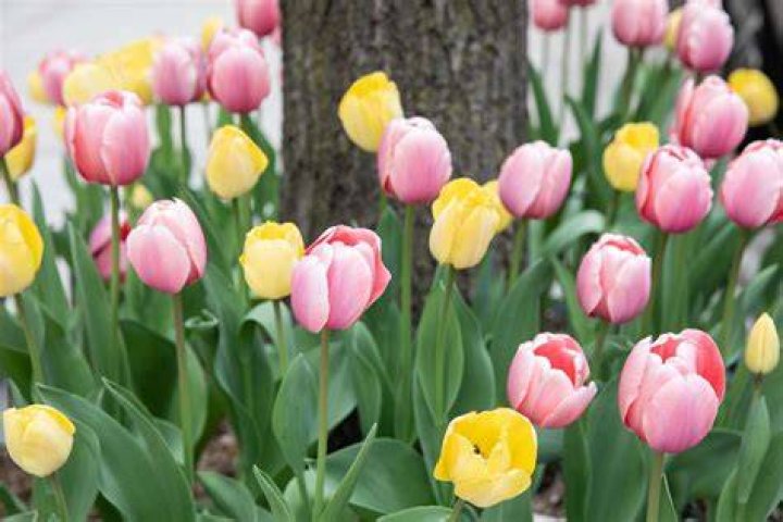 How long do tulips bloom indoors