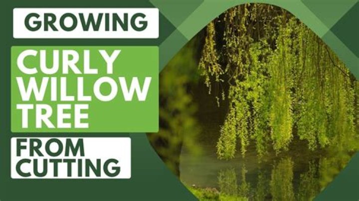 How long does a curly willow tree live