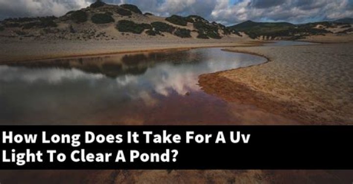 How long does a UV filter take to clear a pond