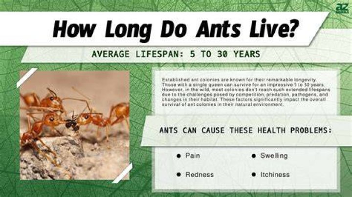 How long does an ant live without a queen