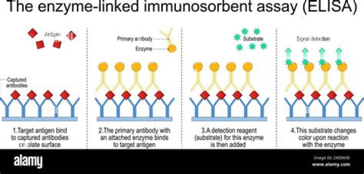 How long does an immunoassay take