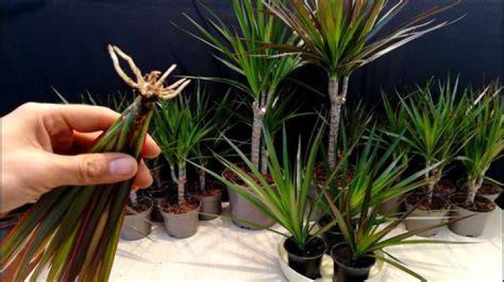 How long does dracaena flower last