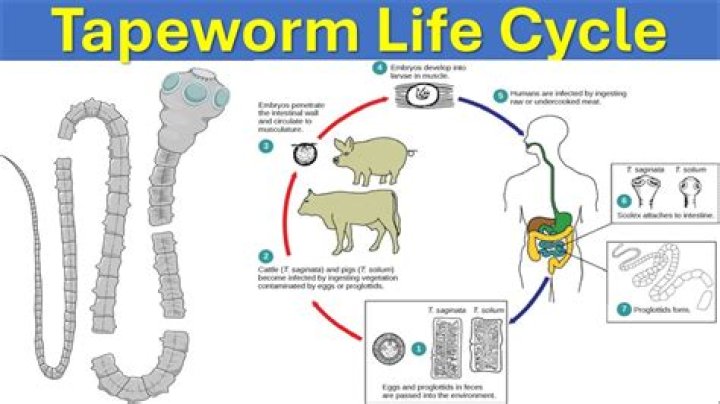 How long does it take a tapeworm to grow