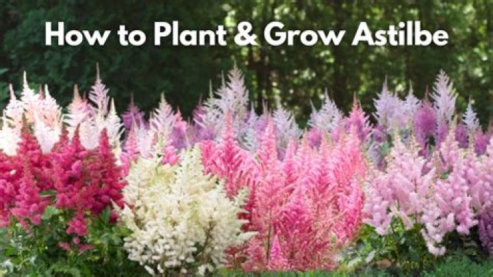 How long does it take astilbe to bloom