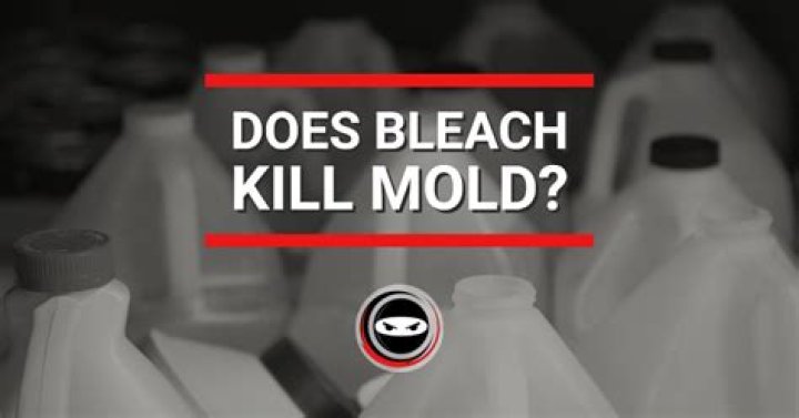 How long does it take bleach to kill mold