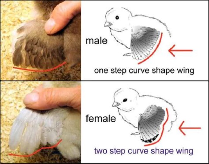 How long does it take chicks to get feathers
