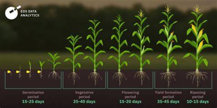 How long does it take for a nut tree to grow