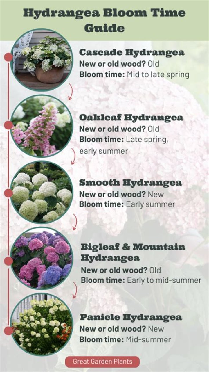 How long does it take hydrangea to bloom