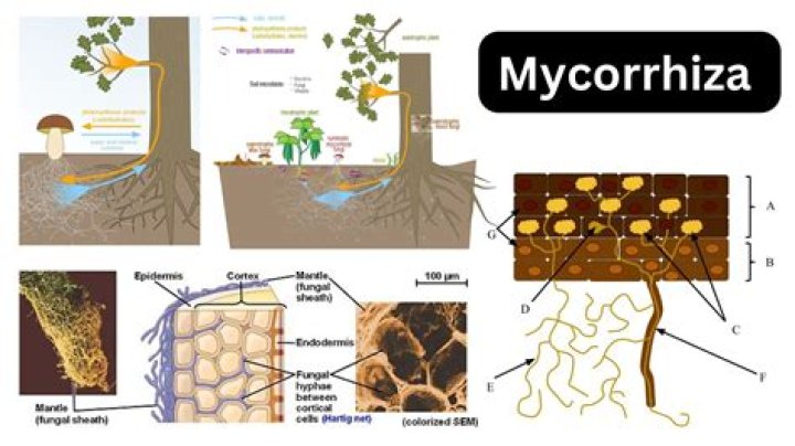 How long does mycorrhizae last