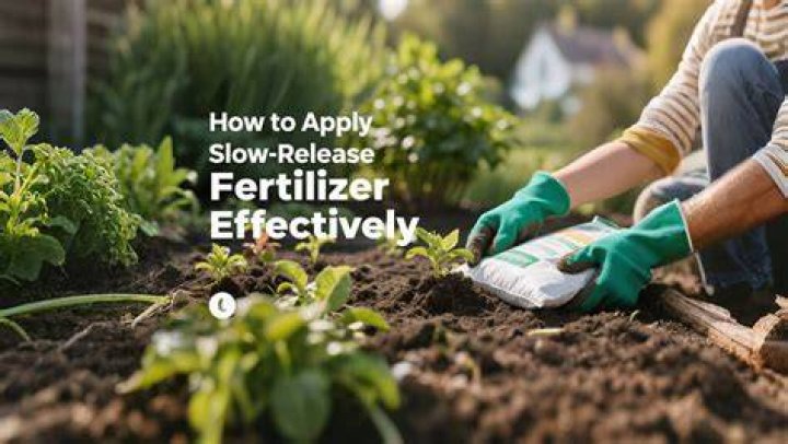 How long does slow release fertilizer take to work