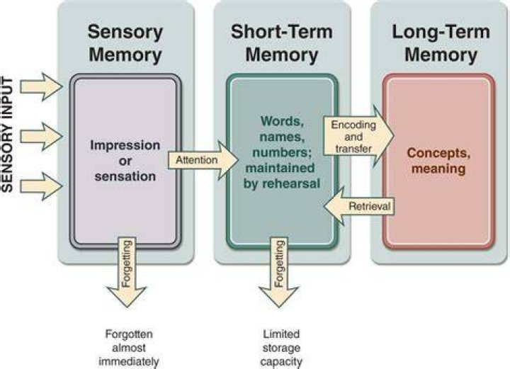 How long is short term memory