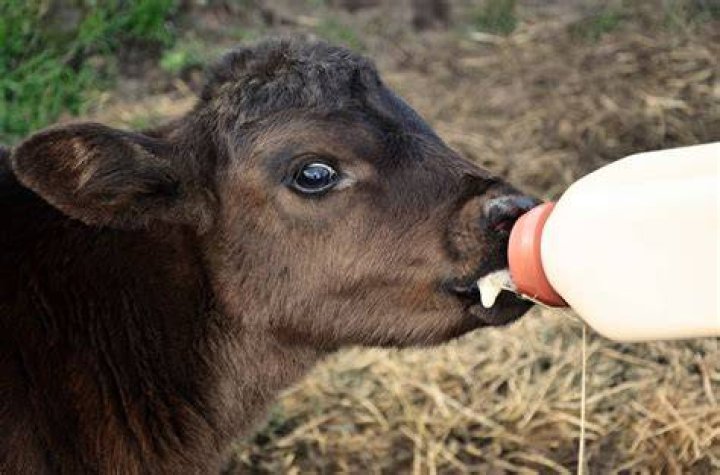 How long should calves be bottle fed