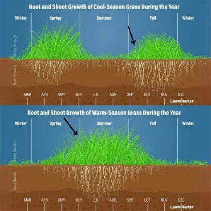 How long should grass be watered