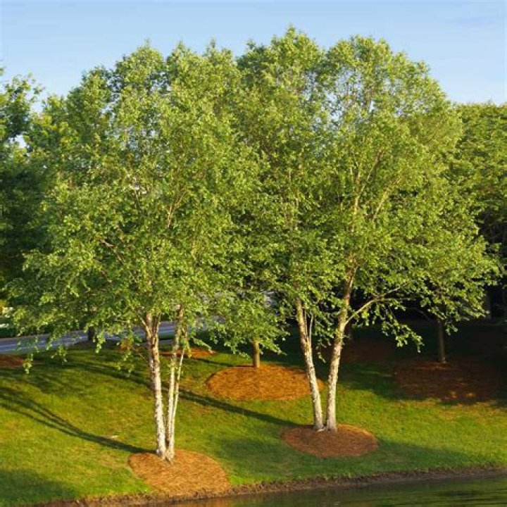 How long will a river birch live