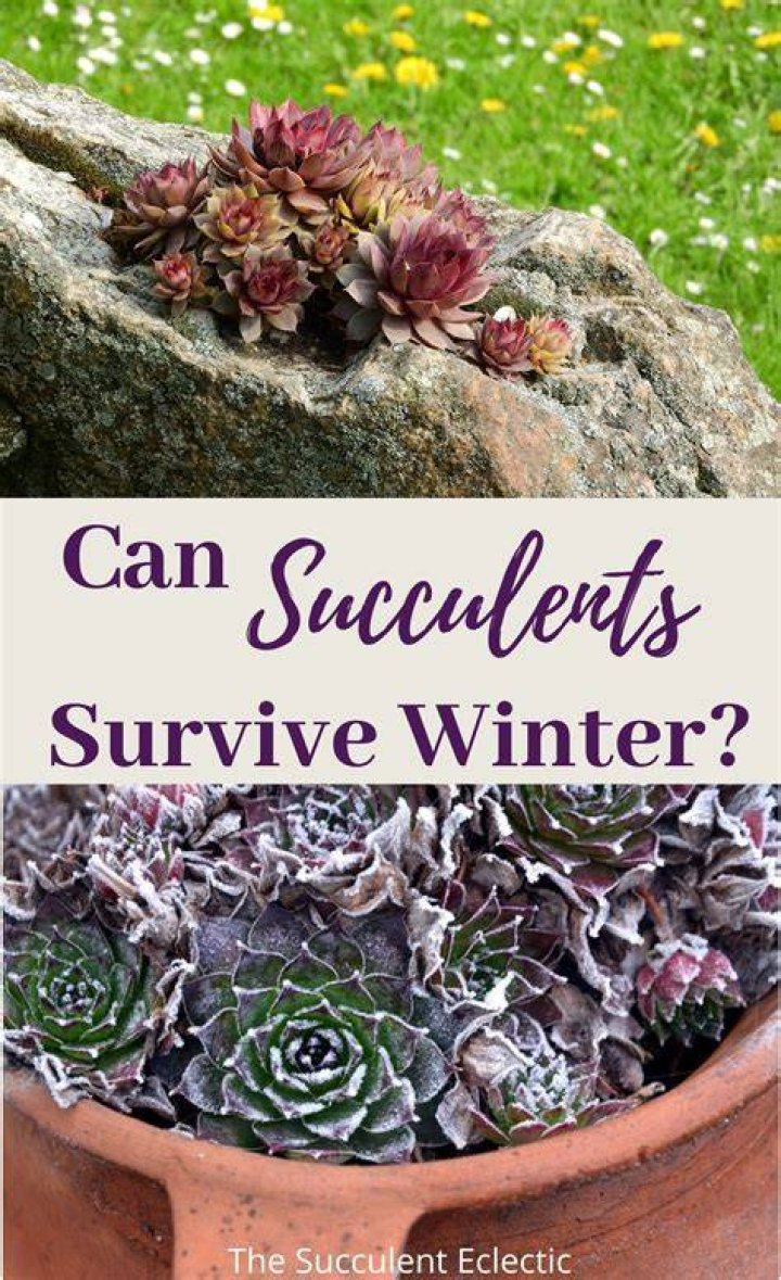 How low temperature can succulents survive