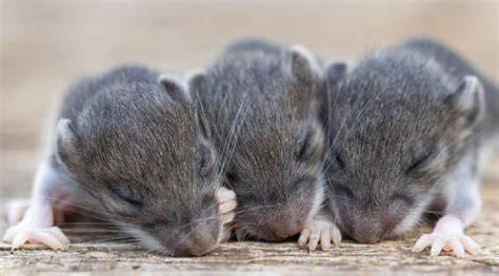 How many babies can a mouse have