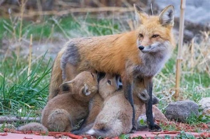 How many babies do gray foxes have