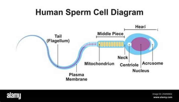 How many cells make up a sperm