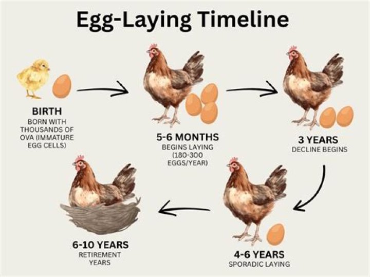 How many eggs do swans lay