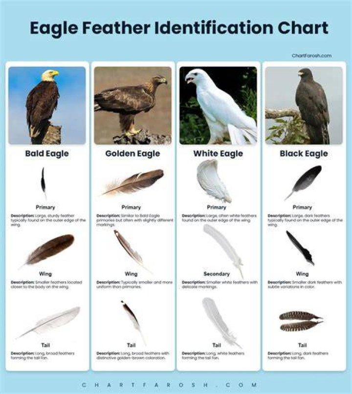 How many feathers do a bald eagle have
