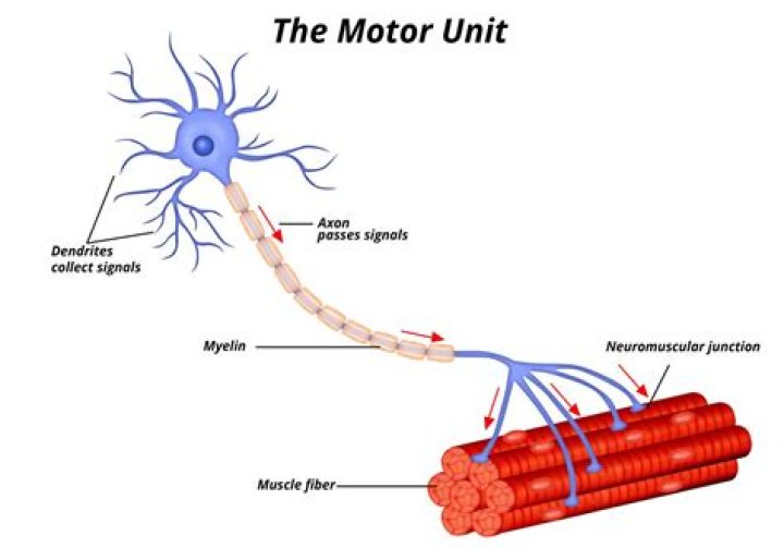 How many motor pathways are there