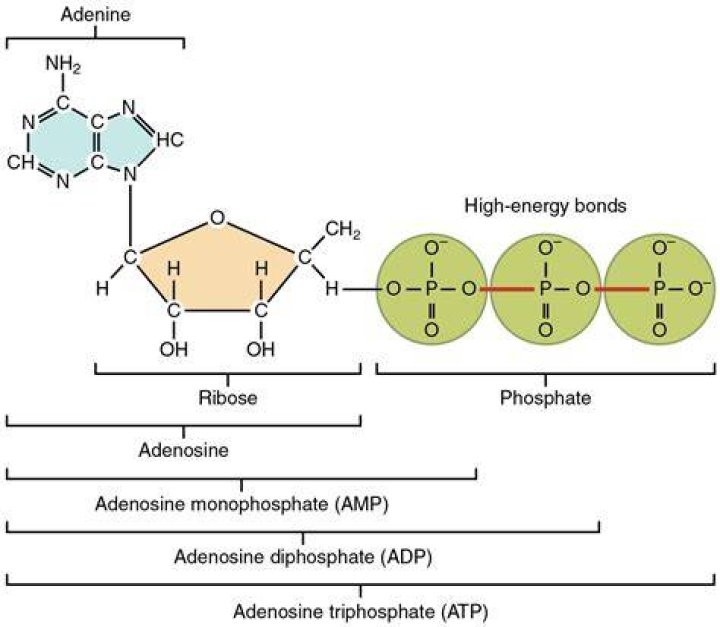 How many phosphates does ADP have