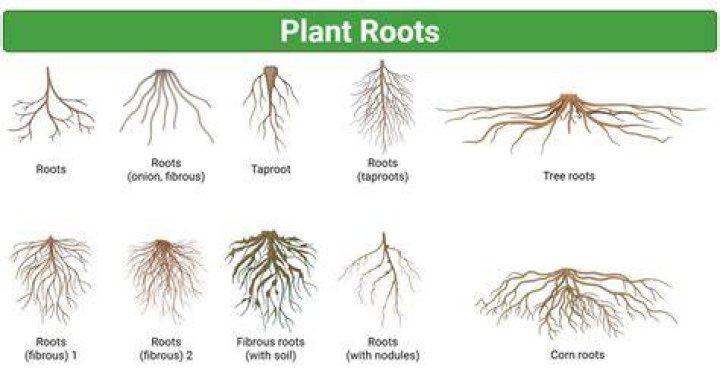 How many roots does a tree have