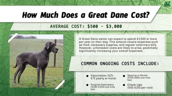 How much do blue Great Danes cost