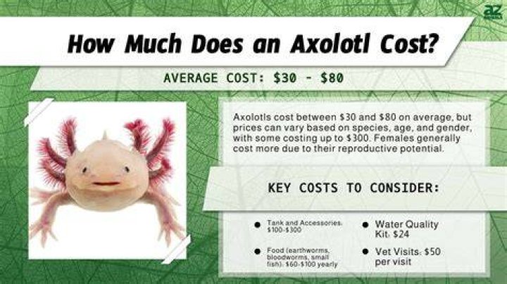 How much do snapdragons cost