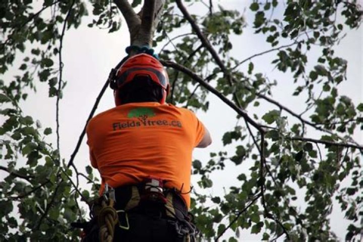 How much do tree trimmers make