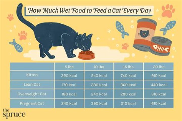 How much do you feed a mouse