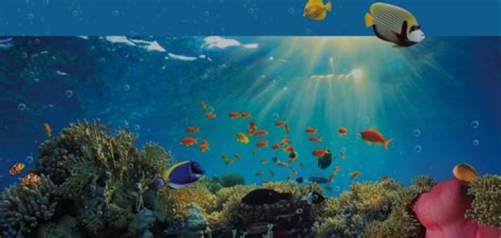 How much does a bamboo shark cost