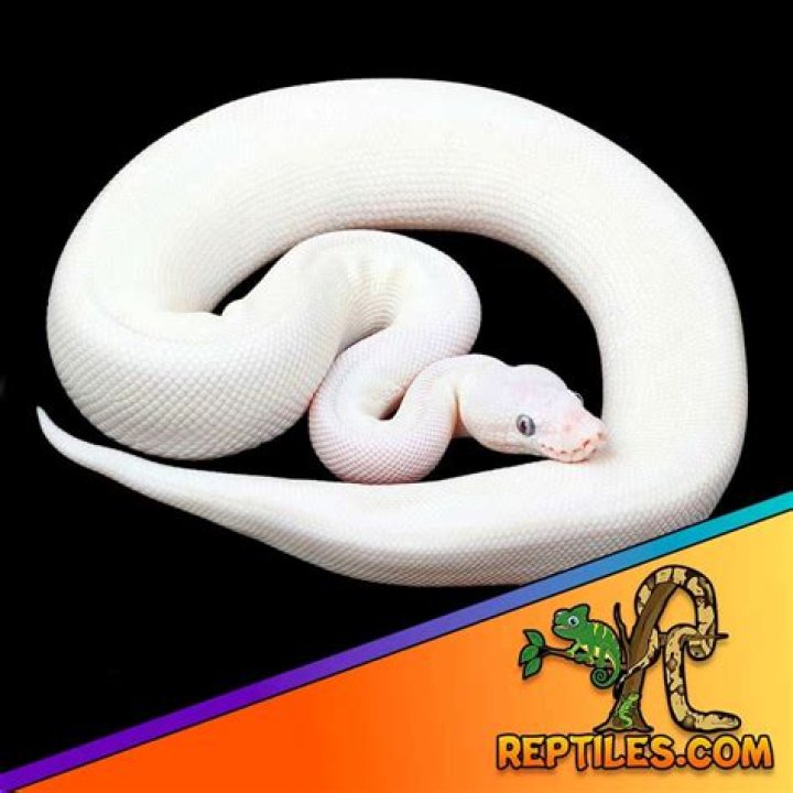How much does a blue eyed Leucistic ball python cost