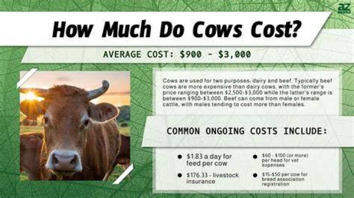 How much does it cost to Parge a foundation