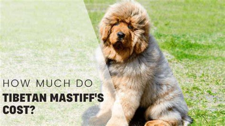 How much does mastiff cost