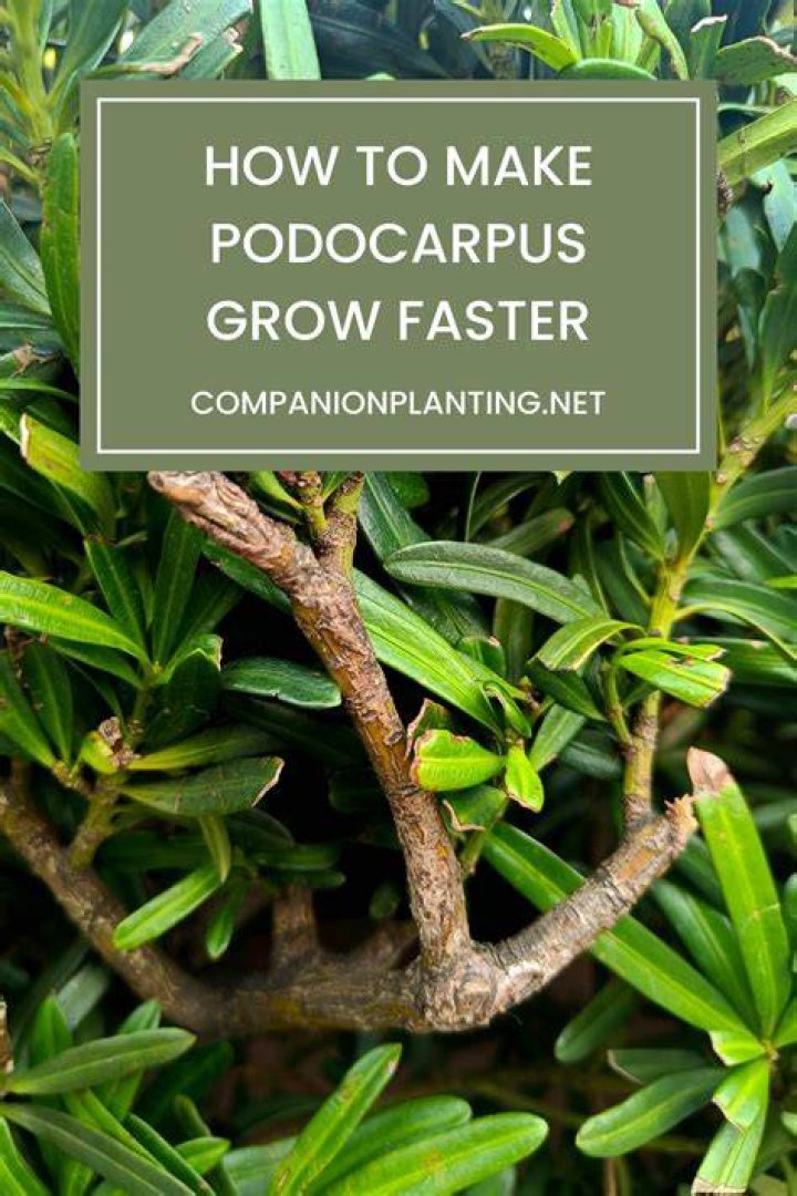 How much does Podocarpus grow a year