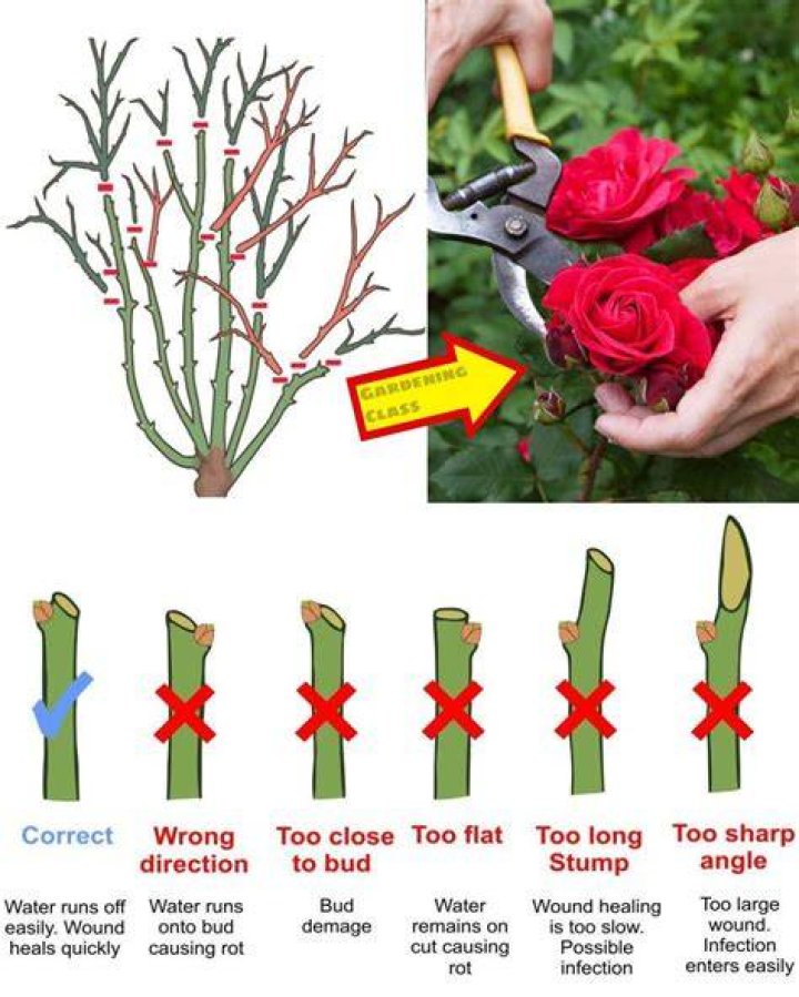 How much is a rose bush
