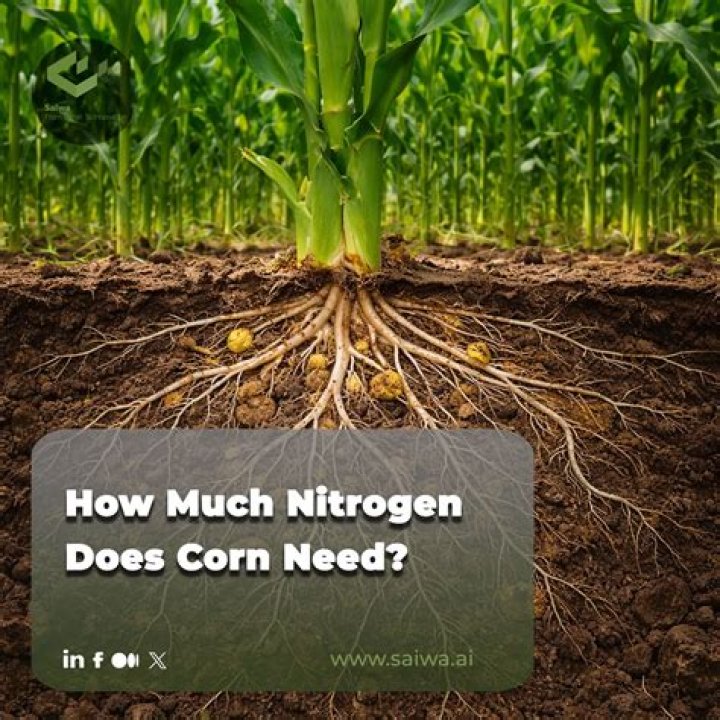 How much nitrogen does grain sorghum need