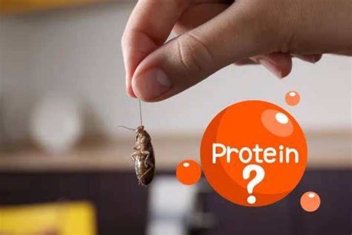 How much protein does a cockroach have