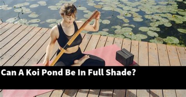 How much shade does a koi pond need
