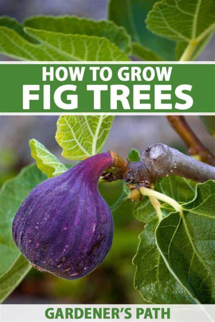 How much space do fig trees need