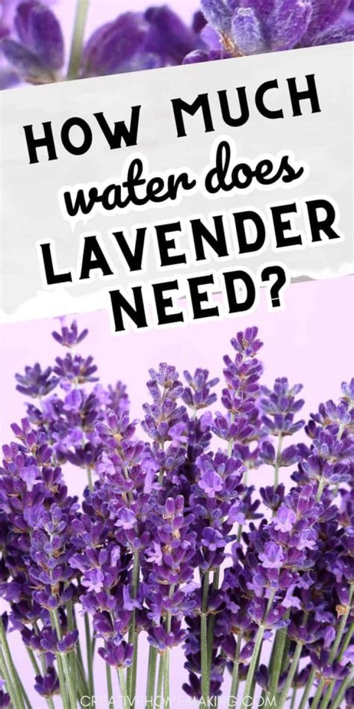 How much sun and water does lavender need