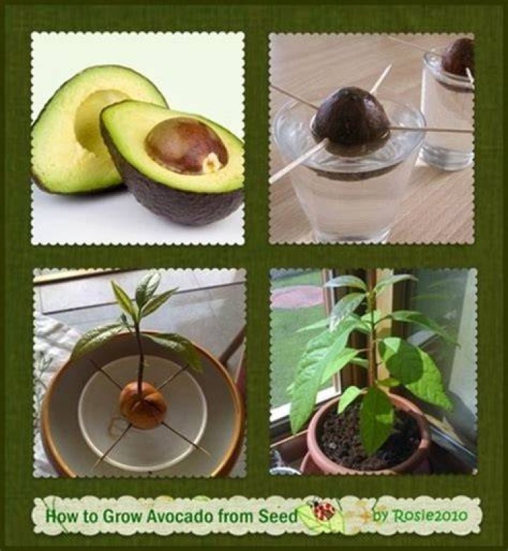 How much sun do Avocado plants need