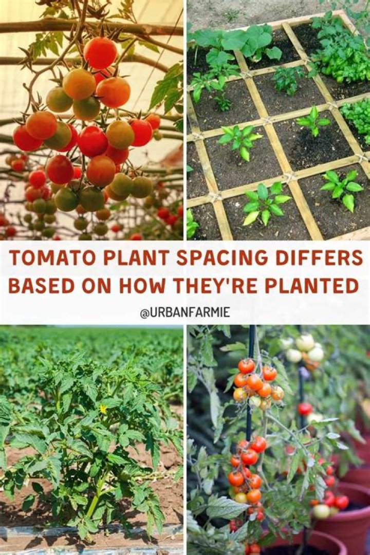 How much sun do grape tomatoes need